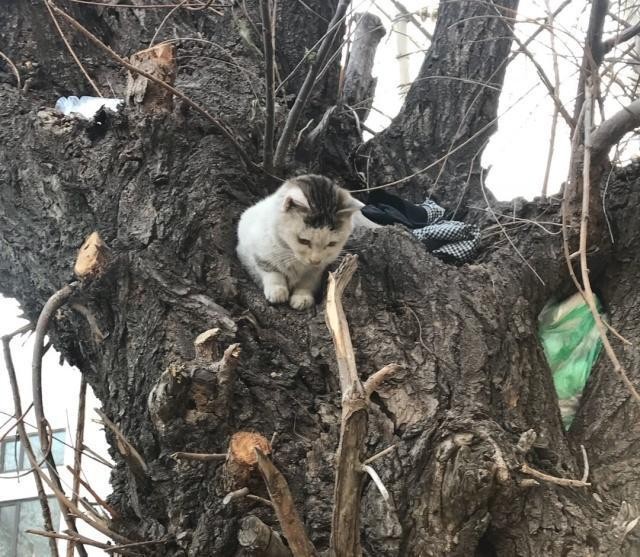 为躲避驱赶流浪猫安家树上但还是没有逃脱回喵星的命运