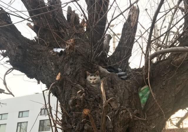 为躲避驱赶流浪猫安家树上但还是没有逃脱回喵星的命运