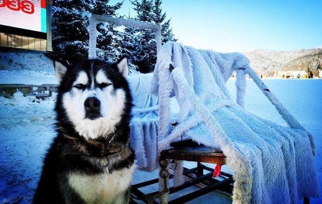 养阿拉斯加犬的6大好处看完没理由拒绝