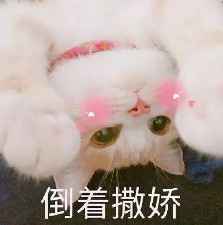 猫咪彻底爱上你后反而会变得很奇怪别不信