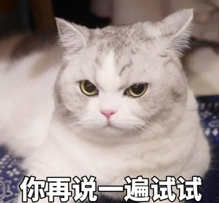 铲屎官和猫咪相处久了也会互相嫌弃吗