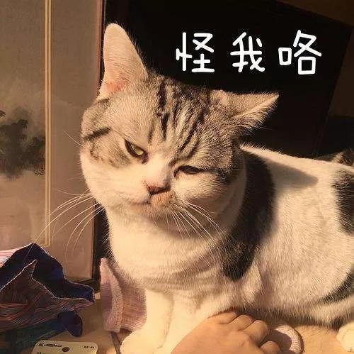 铲屎官和猫咪相处久了也会互相嫌弃吗