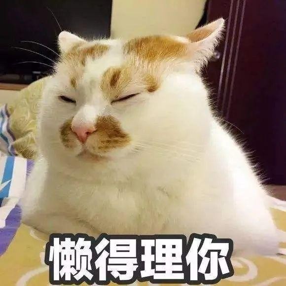 铲屎官和猫咪相处久了也会互相嫌弃吗