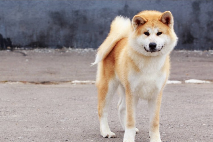 秋田犬吃什么牌子的狗粮好