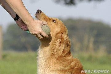 饲养的宠物犬咬人怎么办