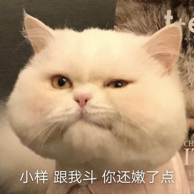 猫咪很高兴，为什么要“反咬”我一口？理由真可笑！