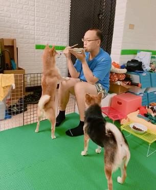 主人在旁边吃饭柴犬用各种招数来讨食主人被迫蹲在围栏外吃饭