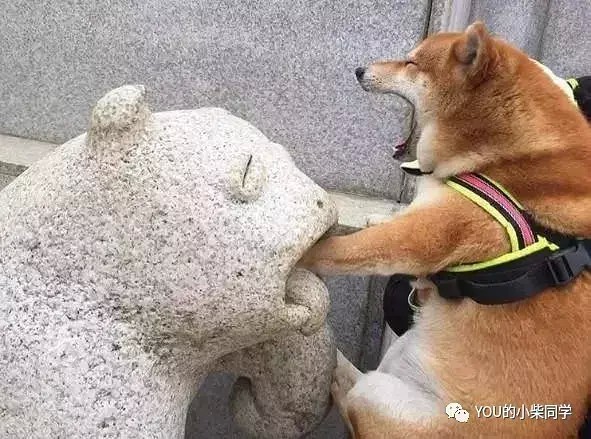 如何训练柴犬捡玩具