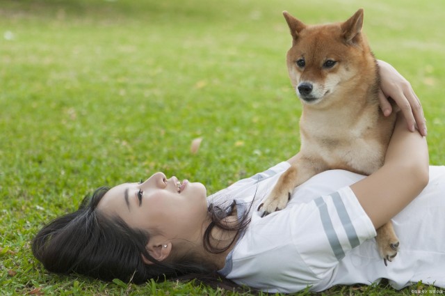 饲养柴犬家里有哪些人饲养前要确认的事