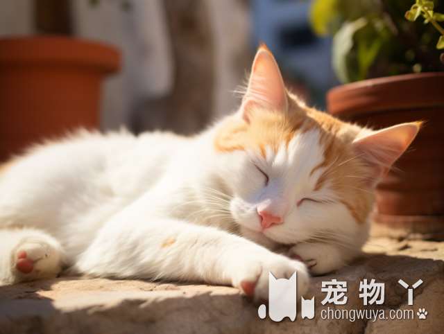 长毛蓝猫的宠物技能训练有哪些秘诀？